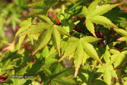 - Acer palmatum 'Chika' Weeping Japanese Maple - Mr Maple │ Buy Japanese Maple Trees