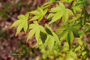 - Acer palmatum 'Chika' Weeping Japanese Maple - Mr Maple │ Buy Japanese Maple Trees