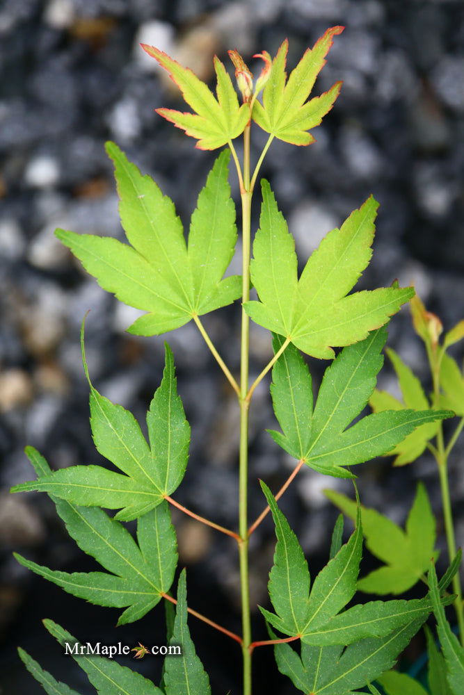 - Acer palmatum 'Chika' Weeping Japanese Maple - Mr Maple │ Buy Japanese Maple Trees