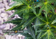 - Acer palmatum 'Chiri hime' Dwarf Japanese Maple - Mr Maple │ Buy Japanese Maple Trees