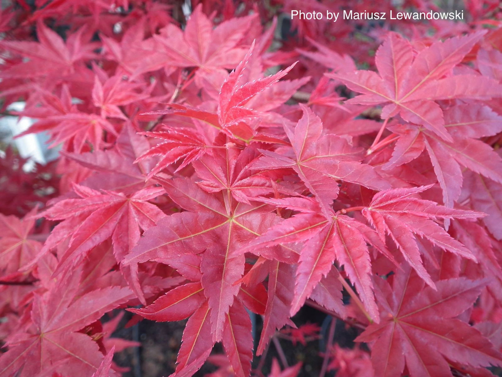 Buy Acer palmatum 'Chishio' Red Japanese Maple — Mr Maple │ Buy