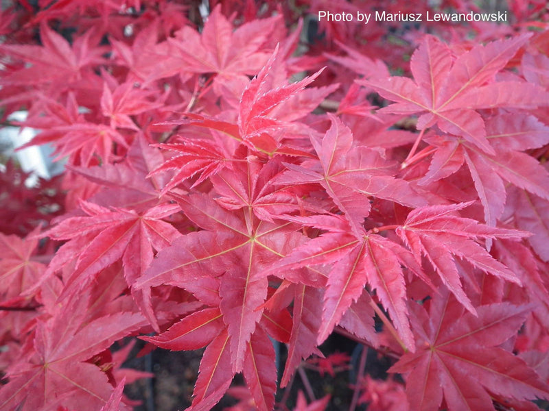 - Acer palmatum 'Chishio' Red Japanese Maple - Mr Maple │ Buy Japanese Maple Trees
