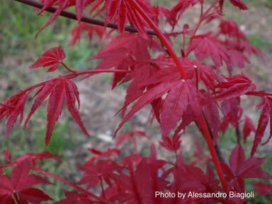 - Acer palmatum 'Chishio' Red Japanese Maple - Mr Maple │ Buy Japanese Maple Trees