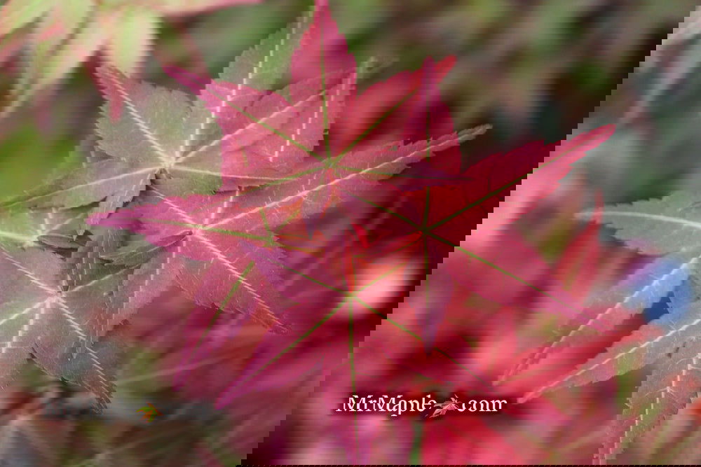 ビジュー Pino Buy Acer palmatum 'Chisio Imrpoved' Red Japanese Maple — Mr