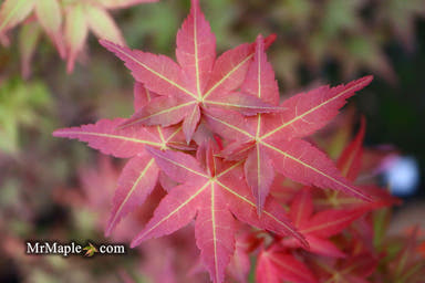 - Acer palmatum 'Chisio Improved' Red Japanese Maple - Mr Maple │ Buy Japanese Maple Trees