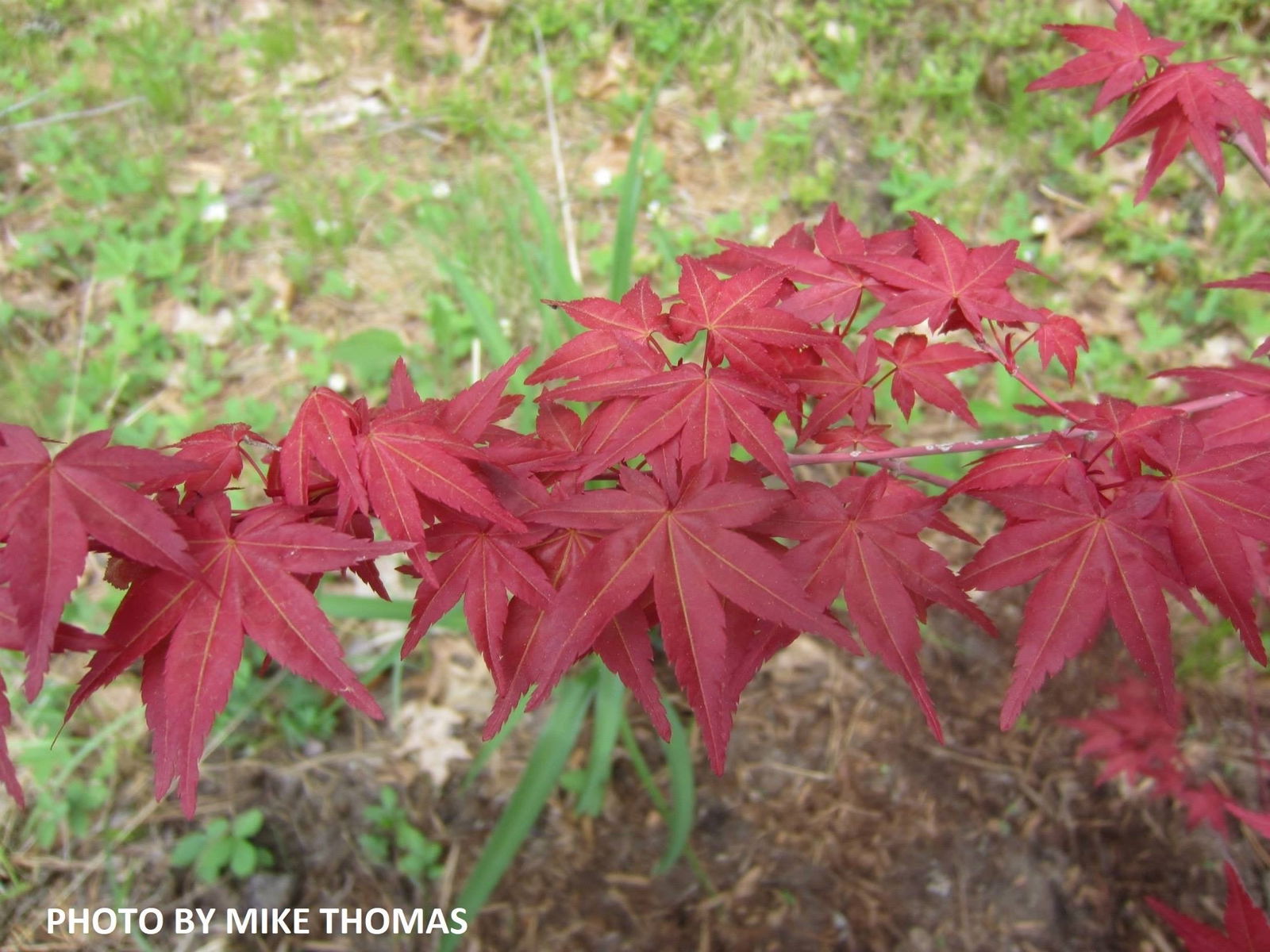 Buy Acer palmatum 'Chisio Imrpoved' Red Japanese Maple — Mr Maple