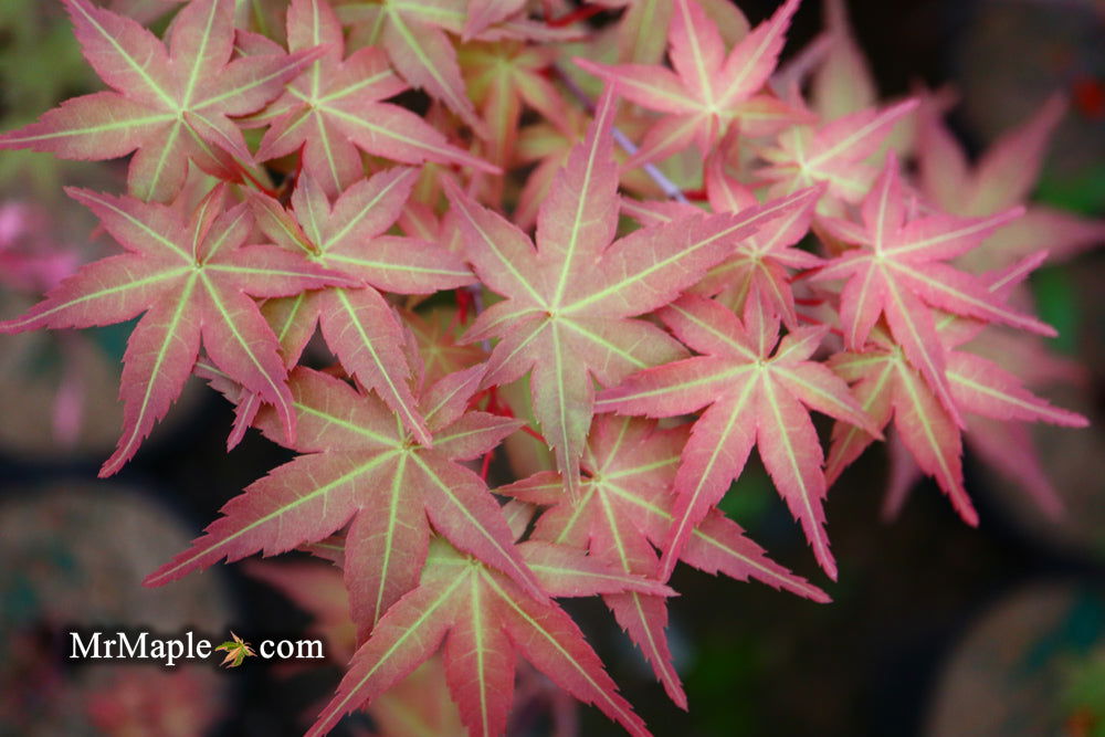 Buy Acer palmatum 'Chisio Imrpoved' Red Japanese Maple — Mr Maple