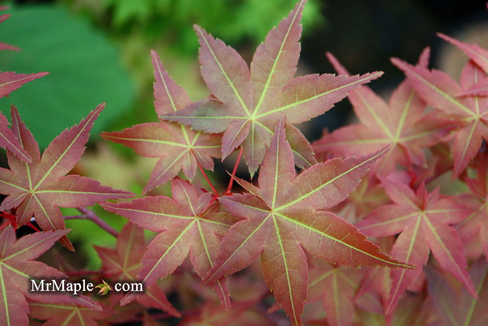 Buy Acer palmatum 'Chisio Imrpoved' Red Japanese Maple — Mr Maple