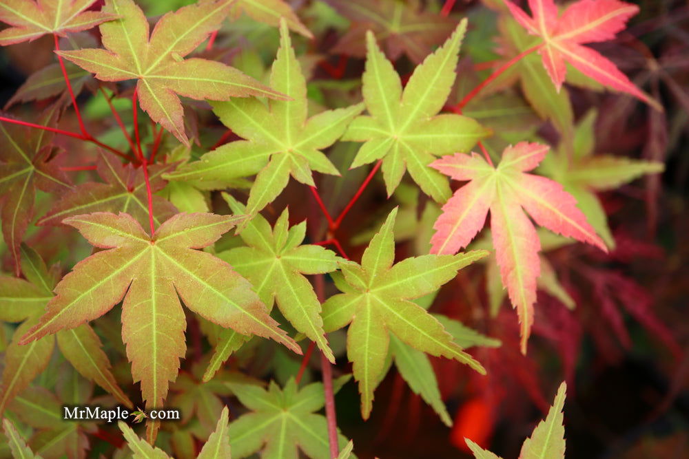Buy Acer palmatum 'Chisio Imrpoved' Red Japanese Maple — Mr Maple