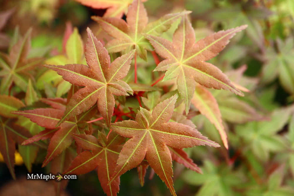 Buy Acer palmatum 'Chisio Imrpoved' Red Japanese Maple — Mr Maple