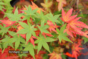 - Acer palmatum 'Chisio Improved' Red Japanese Maple - Mr Maple │ Buy Japanese Maple Trees