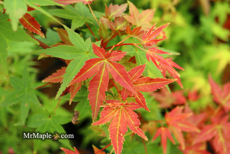- Acer palmatum 'Chisio Improved' Red Japanese Maple - Mr Maple │ Buy Japanese Maple Trees