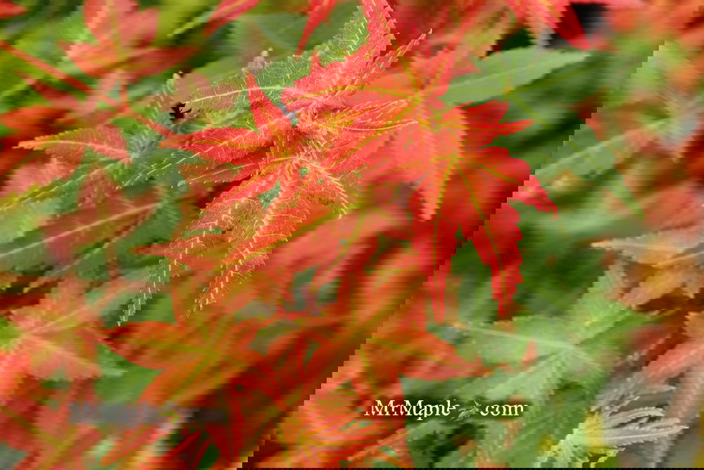 ビジュー Pino Buy Acer palmatum 'Chisio Imrpoved' Red Japanese Maple — Mr