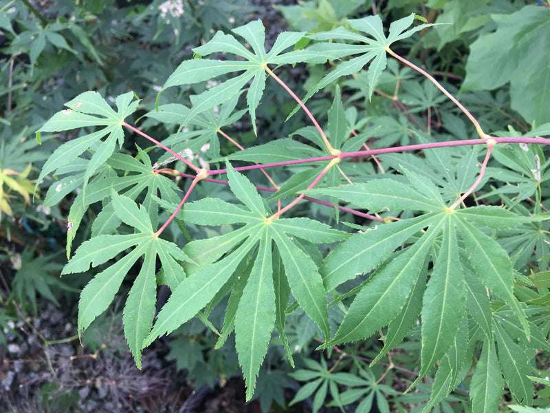 - Acer palmatum 'Chokei ji' Japanese Maple - Mr Maple │ Buy Japanese Maple Trees