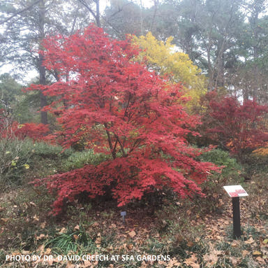 - Acer palmatum 'Christy Ann' Green Japanese Maple - Mr Maple │ Buy Japanese Maple Trees