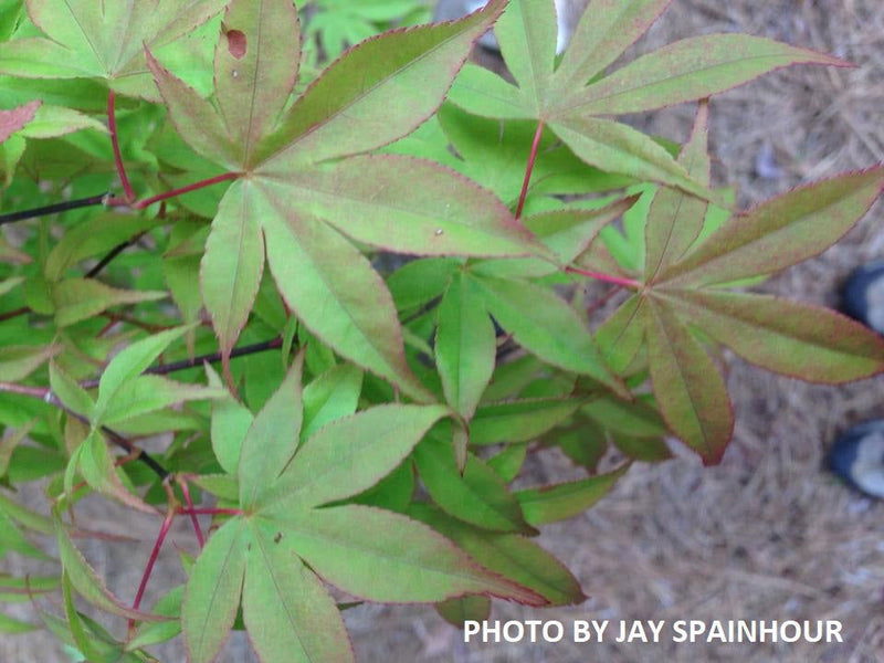 - Acer palmatum 'Christy Ann' Green Japanese Maple - Mr Maple │ Buy Japanese Maple Trees