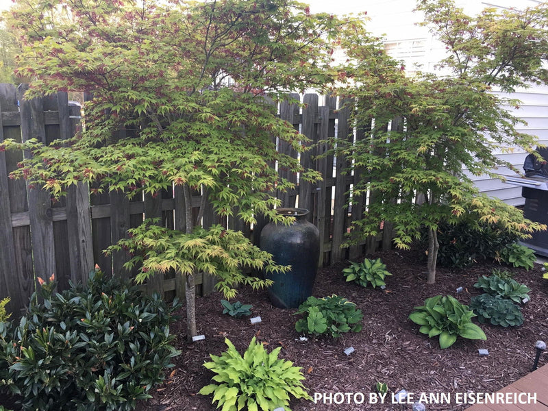- Acer palmatum 'Christy Ann' Green Japanese Maple - Mr Maple │ Buy Japanese Maple Trees