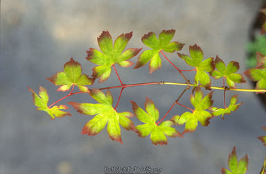 - Acer palmatum 'Chuguji' Japanese Maple - Mr Maple │ Buy Japanese Maple Trees