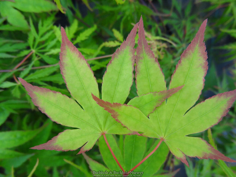 - Acer palmatum 'Chuguji' Japanese Maple - Mr Maple │ Buy Japanese Maple Trees