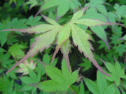 - Acer palmatum 'Chuguji' Japanese Maple - Mr Maple │ Buy Japanese Maple Trees