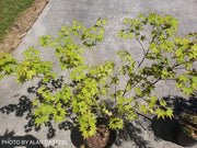 - Acer palmatum 'Chuguji' Japanese Maple - Mr Maple │ Buy Japanese Maple Trees