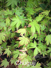 - Acer palmatum 'Chuguji' Japanese Maple - Mr Maple │ Buy Japanese Maple Trees