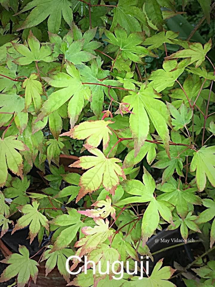 - Acer palmatum 'Chuguji' Japanese Maple - Mr Maple │ Buy Japanese Maple Trees