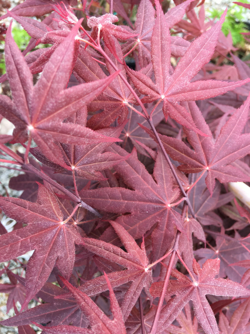 - Acer palmatum 'Cindy' Japanese Maple - Mr Maple │ Buy Japanese Maple Trees