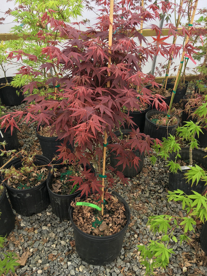 - Acer palmatum 'Cindy' Japanese Maple - Mr Maple │ Buy Japanese Maple Trees