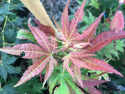 - Acer palmatum 'Cindy' Japanese Maple - Mr Maple │ Buy Japanese Maple Trees