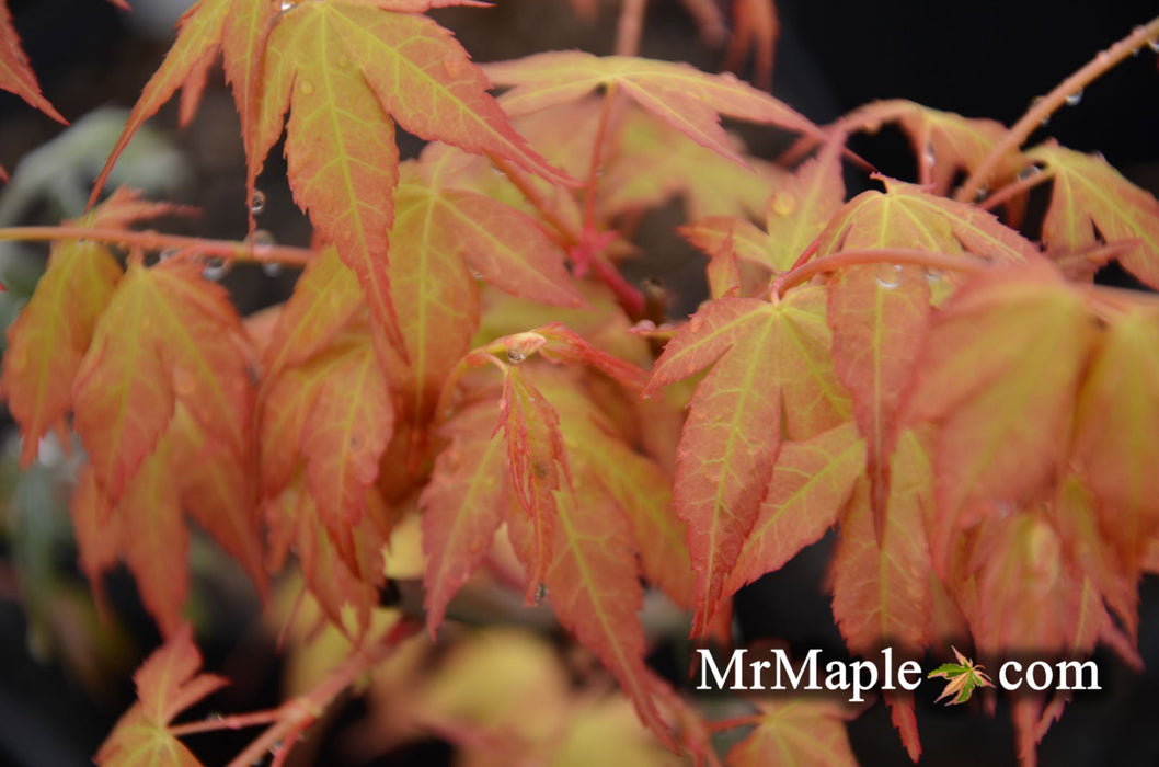 - Acer palmatum 'Clarabell' Japanese Maple - Mr Maple │ Buy Japanese Maple Trees