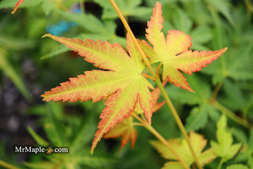 - Acer palmatum 'Clarabell' Japanese Maple - Mr Maple │ Buy Japanese Maple Trees