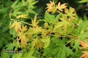 - Acer palmatum 'Clarabell' Japanese Maple - Mr Maple │ Buy Japanese Maple Trees