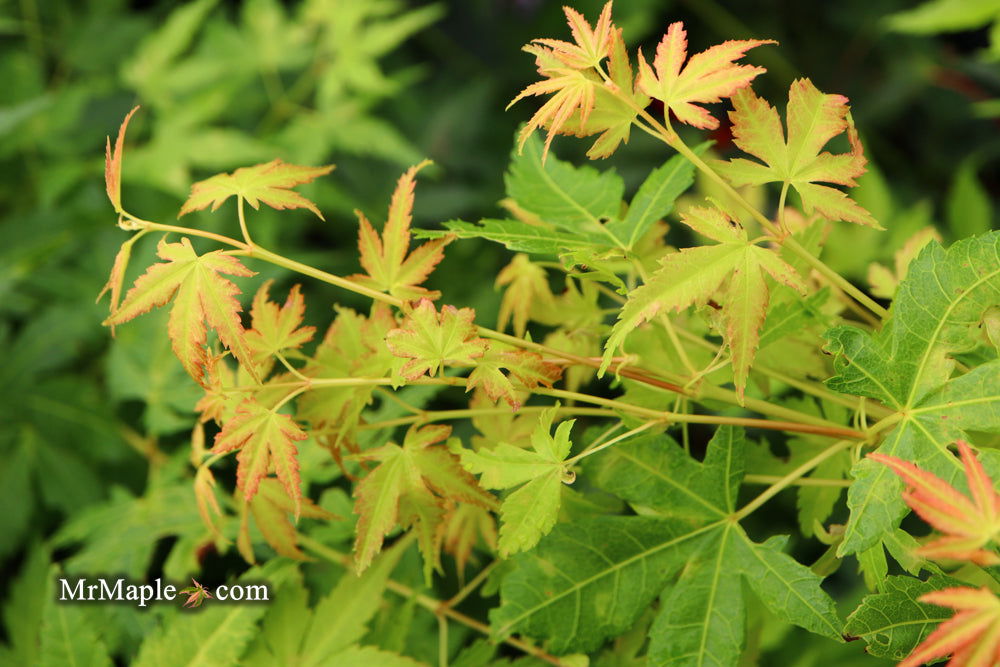 - Acer palmatum 'Clarabell' Japanese Maple - Mr Maple │ Buy Japanese Maple Trees