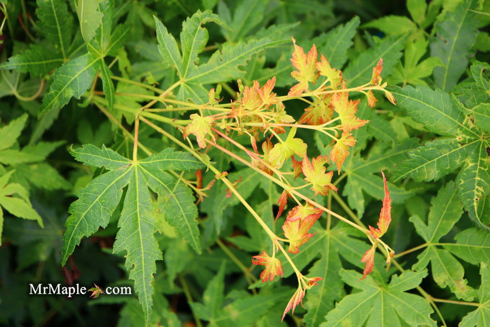 - Acer palmatum 'Clarabell' Japanese Maple - Mr Maple │ Buy Japanese Maple Trees