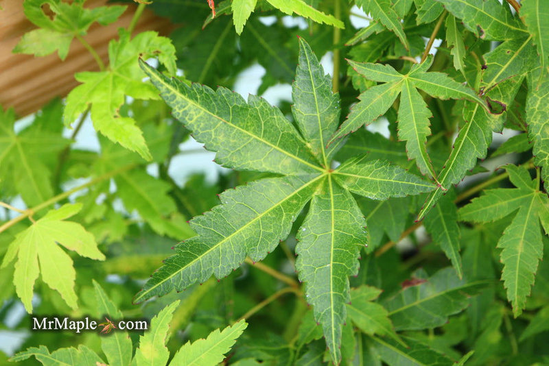 - Acer palmatum 'Clarabell' Japanese Maple - Mr Maple │ Buy Japanese Maple Trees