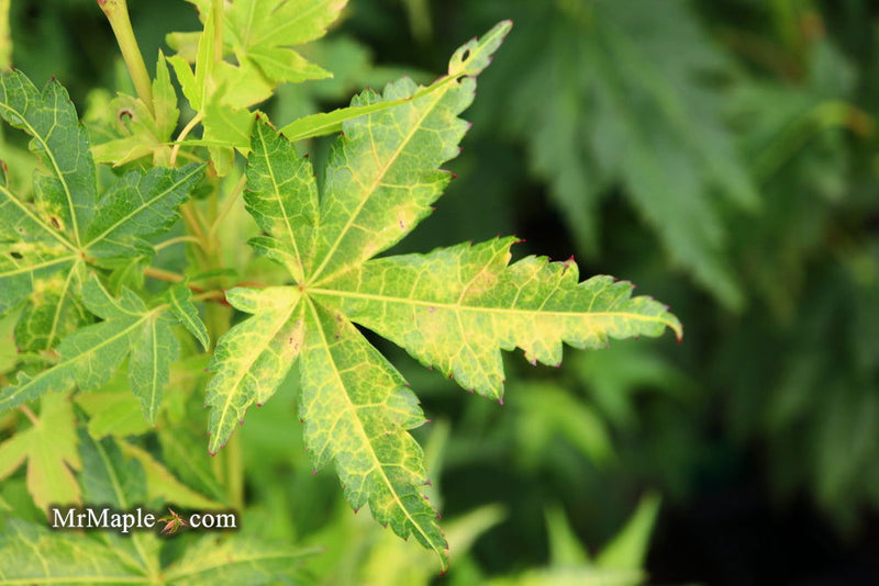 - Acer palmatum 'Clarabell' Japanese Maple - Mr Maple │ Buy Japanese Maple Trees
