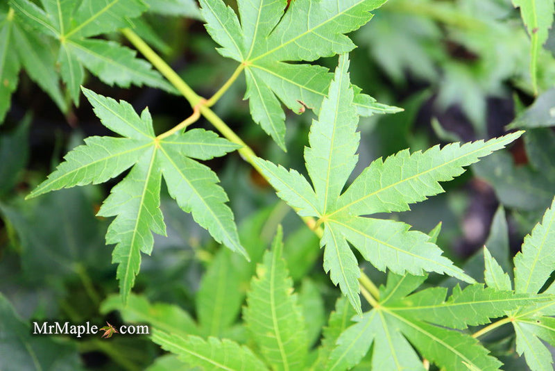- Acer palmatum 'Clarabell' Japanese Maple - Mr Maple │ Buy Japanese Maple Trees
