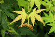 - Acer palmatum 'Clarabell' Japanese Maple - Mr Maple │ Buy Japanese Maple Trees