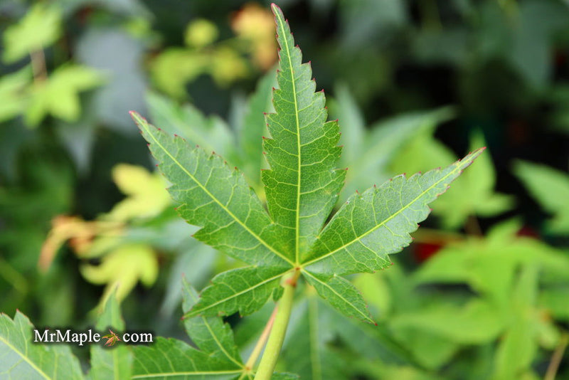 - Acer palmatum 'Clarabell' Japanese Maple - Mr Maple │ Buy Japanese Maple Trees