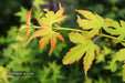 - Acer palmatum 'Clarabell' Japanese Maple - Mr Maple │ Buy Japanese Maple Trees