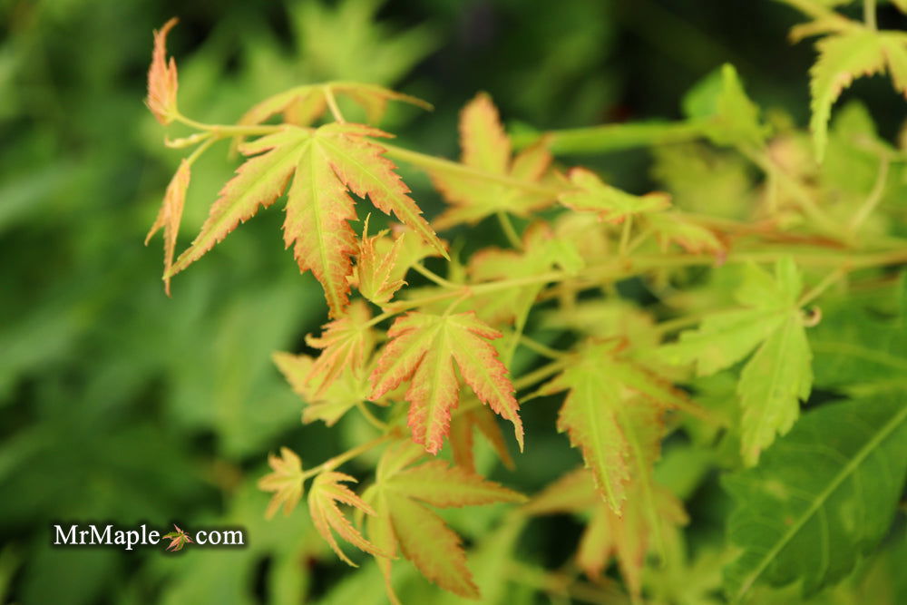 - Acer palmatum 'Clarabell' Japanese Maple - Mr Maple │ Buy Japanese Maple Trees