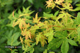 - Acer palmatum 'Clarabell' Japanese Maple - Mr Maple │ Buy Japanese Maple Trees