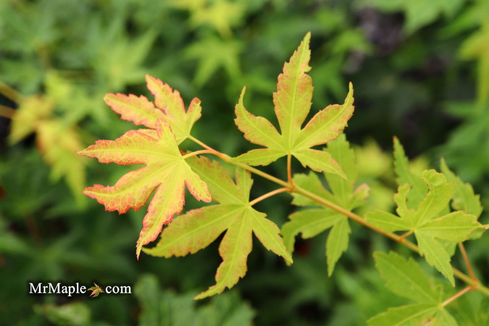 - Acer palmatum 'Clarabell' Japanese Maple - Mr Maple │ Buy Japanese Maple Trees