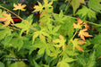 - Acer palmatum 'Clarabell' Japanese Maple - Mr Maple │ Buy Japanese Maple Trees