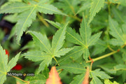 - Acer palmatum 'Clarabell' Japanese Maple - Mr Maple │ Buy Japanese Maple Trees