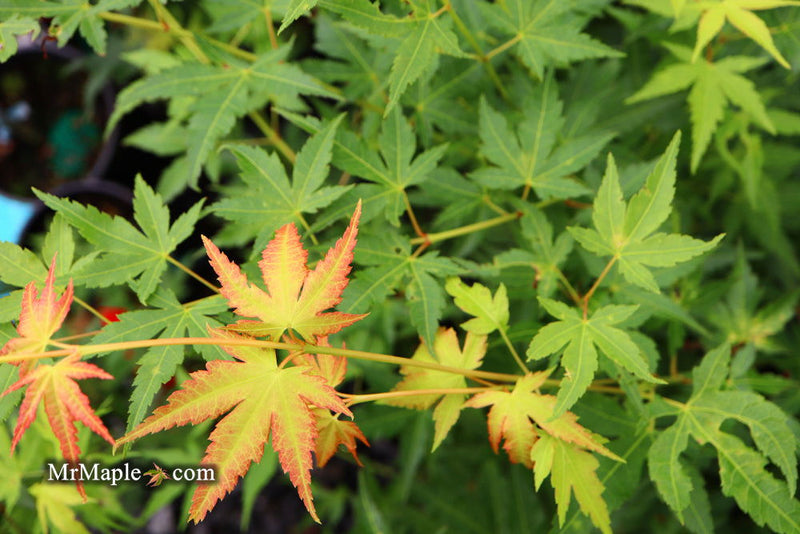- Acer palmatum 'Clarabell' Japanese Maple - Mr Maple │ Buy Japanese Maple Trees