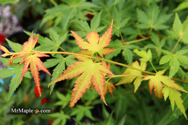 - Acer palmatum 'Clarabell' Japanese Maple - Mr Maple │ Buy Japanese Maple Trees