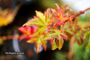 - Acer palmatum 'Climate Change' Japanese Maple - Mr Maple │ Buy Japanese Maple Trees