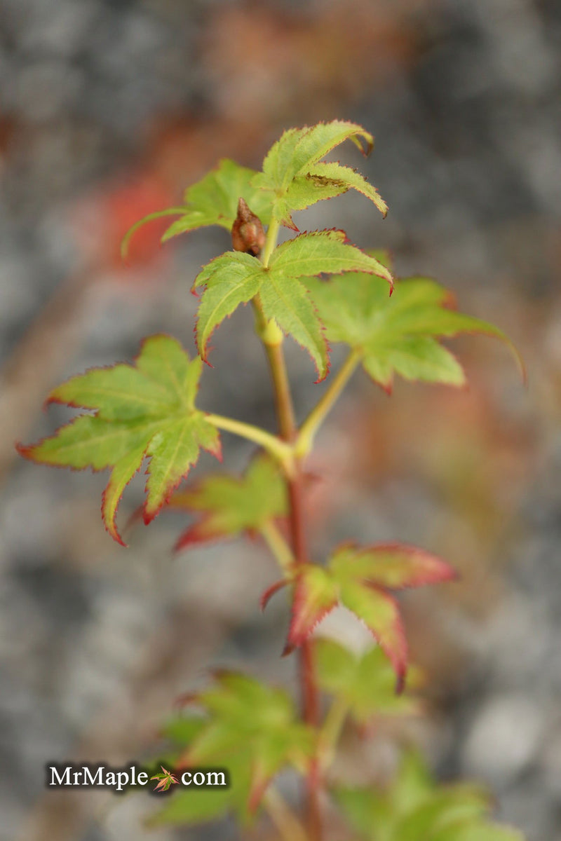- Acer palmatum 'Climate Change' Japanese Maple - Mr Maple │ Buy Japanese Maple Trees